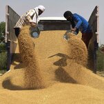 india-bans-most-wheat-exports,-adding-to-fears-of-global-food-insecurity