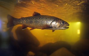 the-last-wild-atlantic-salmon-in-the-us.-can-coexist-with-dams,-federal-government-says